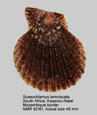 Scaeochlamys lemniscata (8).jpg - Scaeochlamys lemniscata (Reeve,1853)